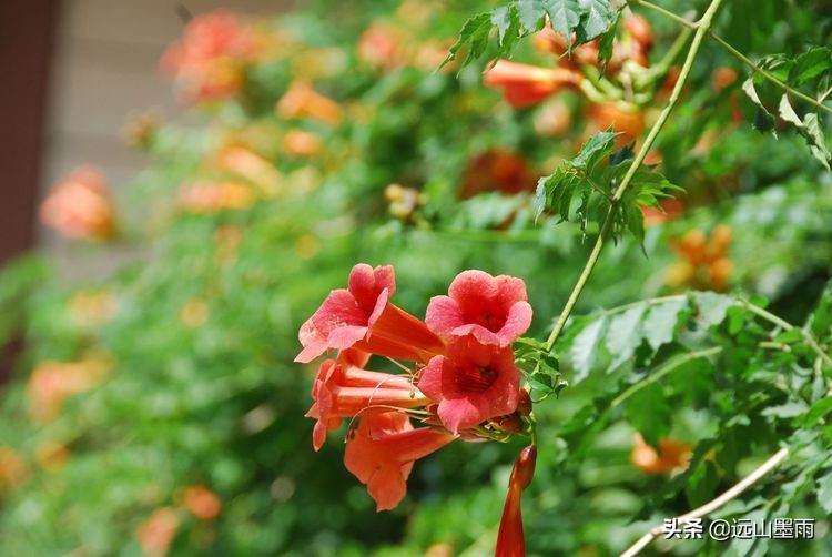 植物科学活动,第二十届公众科学日合肥