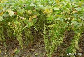 农作物小作坊创业项目,现在农村做什么种植最赚钱最稳