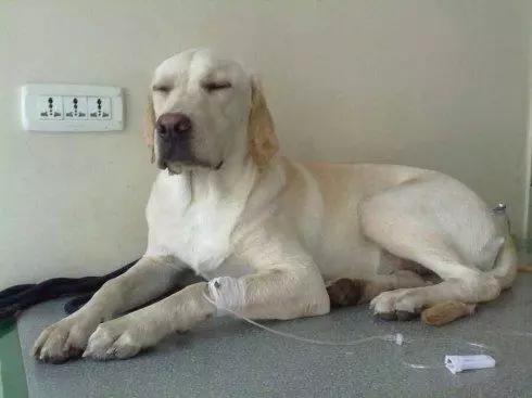 养了7年的狗，治病要花10w，你会救么？