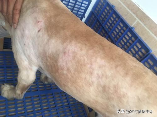 猫狗常见的疾病和原因,宠物皮肤病诊断