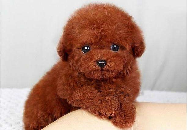 泰迪幼犬的注意事项,关于泰迪幼犬的知识