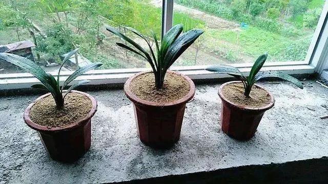 君子兰换盆注意事项和管理,君子兰换盆方法和注意事项图片