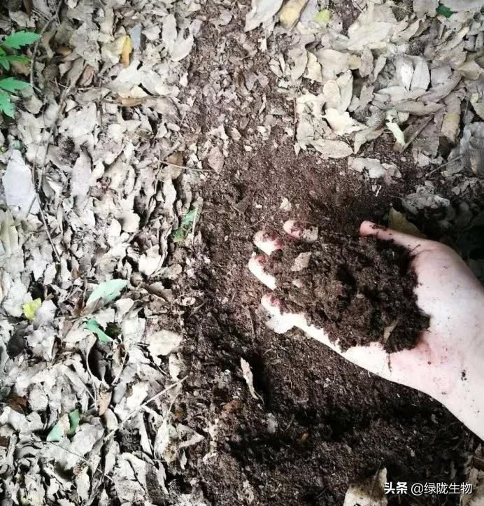 您还在花钱买“营养土”?营养土配制大全,养啥都合适!