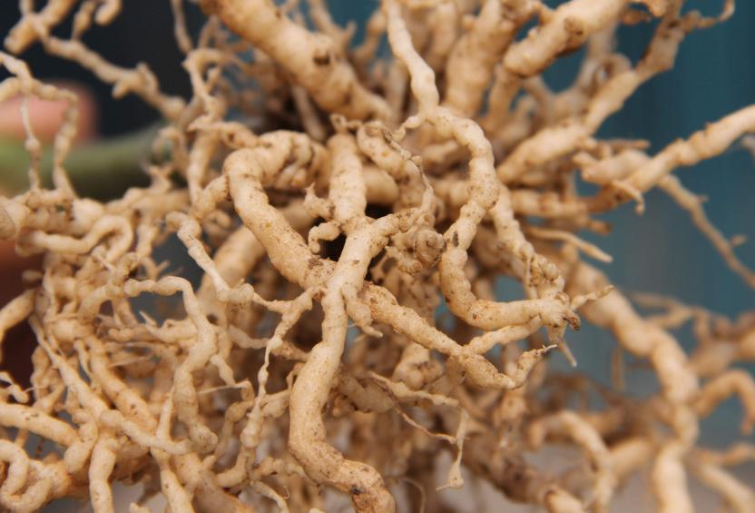 感染了根结线虫的植株怎么治愈,根结线虫危害症状图片叶片