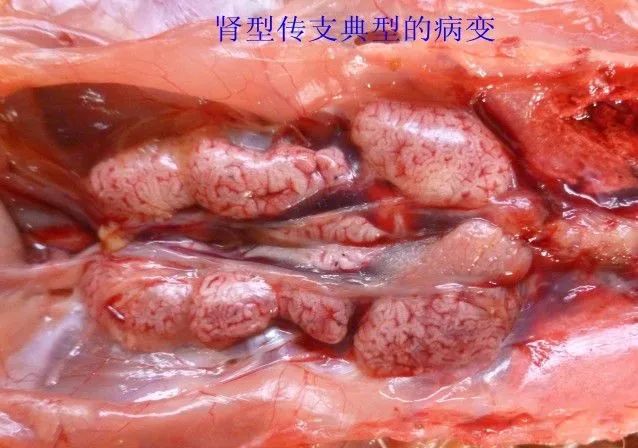 家禽常见疾病及检测方法书籍,家禽疾病如何检测