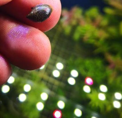 鱼缸里的螺类对鱼有什么影响,鱼缸里的螺蛳是怎么来的