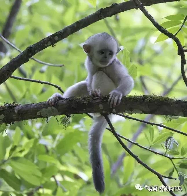 云南滇金丝猴主要栖息地为,中国濒临的动物金丝猴