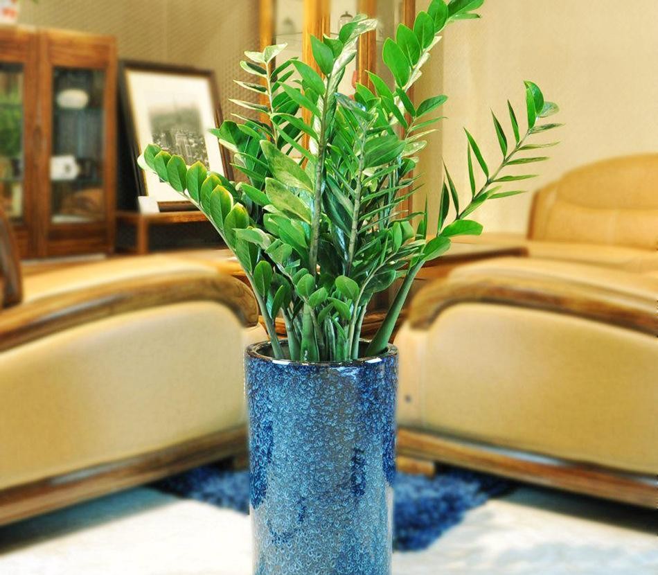 室内养花，盆栽土上长白毛？改变“3个地方”，1周就消失无踪