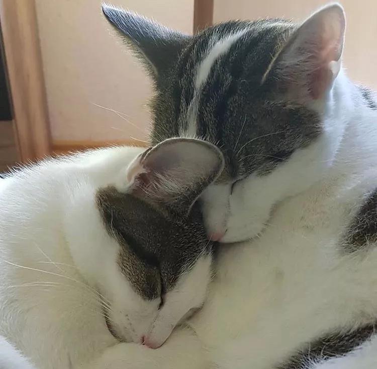 两只猫感情好不亲主人,两只猫感情好