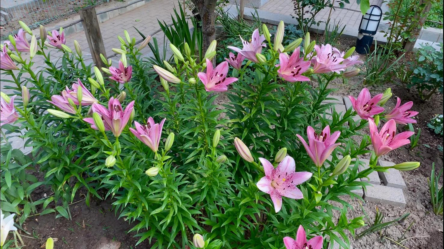 百合品种怎么选,北方花园适合种什么树