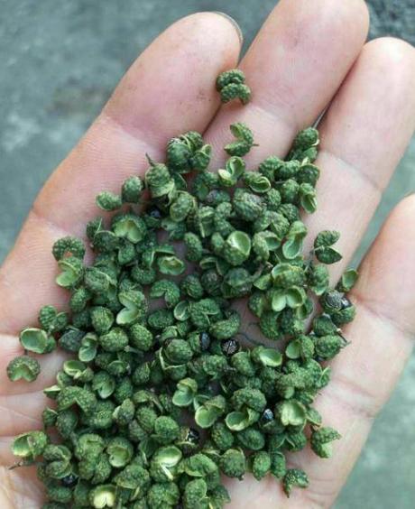 花椒油的家常制作方法与配方视频,自己做花椒油的方法