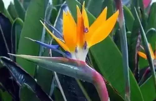 全国56个城市市花一览,56个市的市花