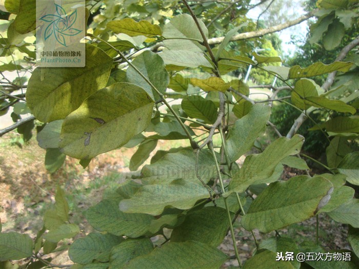 市面上的小叶紫檀盆景叫什么,花市卖的小叶紫檀是什么