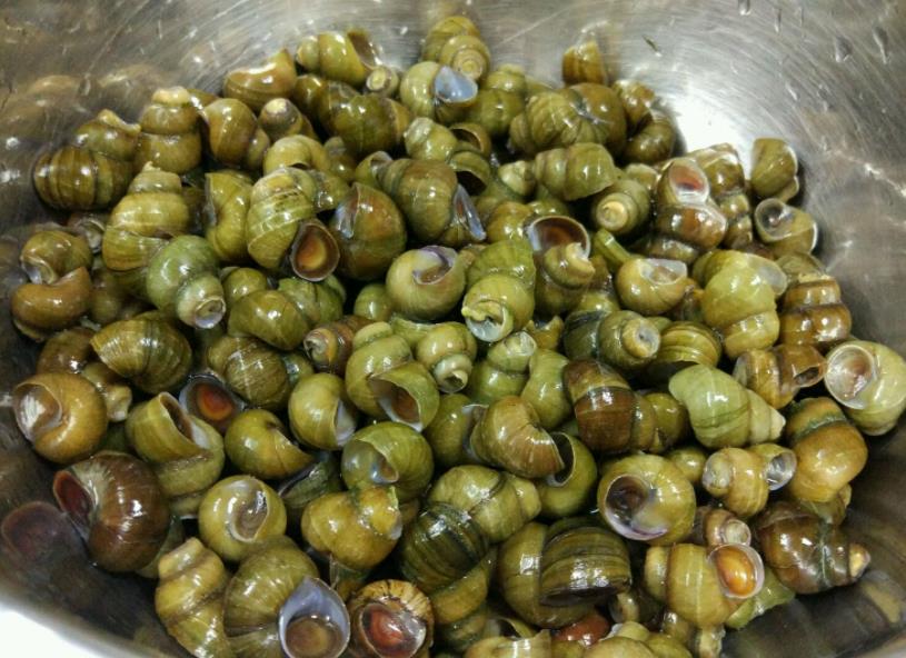 炒田螺去腥方法,炒田螺去腥的是什么叶子