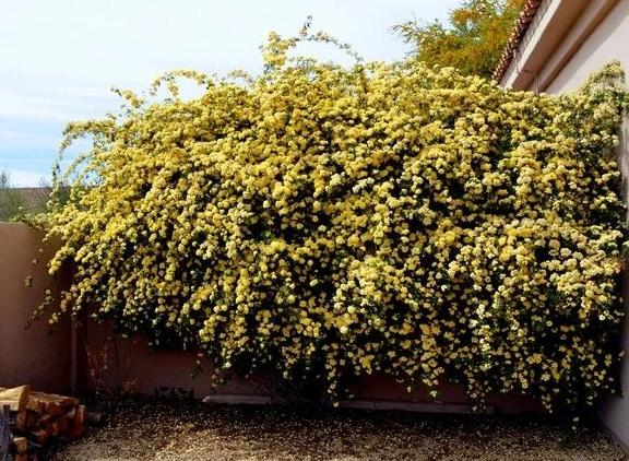阳台窗台盆栽,阳台矮窗台处理最佳方法