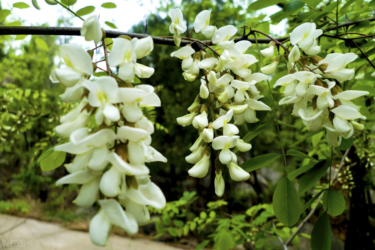 槐花的正确吃法和食用方法,槐花的最佳吃法吃槐花有什么好处