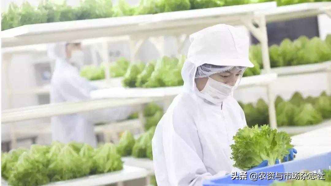 日本农业成功的主要经验,中国和日本农业差距50年