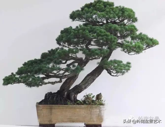 盆景结顶的形式,最好的盆景结顶方法