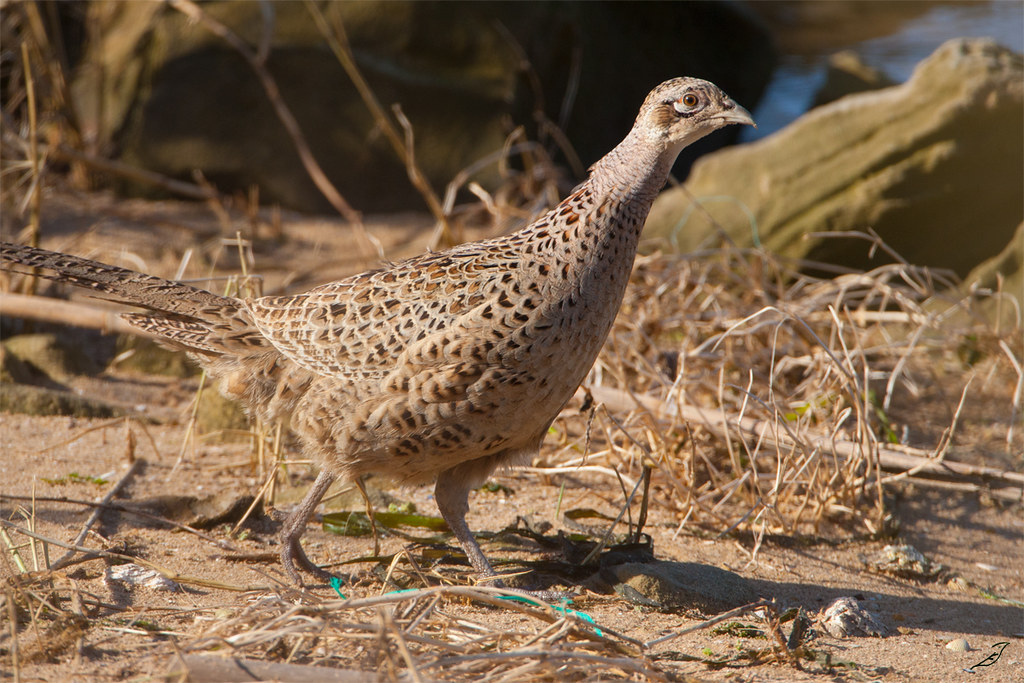 四川野生保护动物种类大全,野鸡野生动物保护