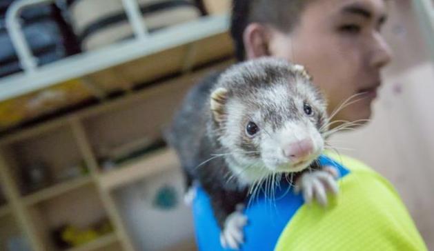 怎么在宿舍养宠物不被发现,有人在宿舍养猫怎么办