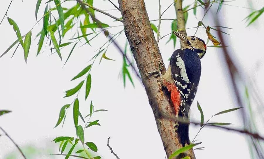 勤劳的医生儿童画,儿童画森林医生马克笔