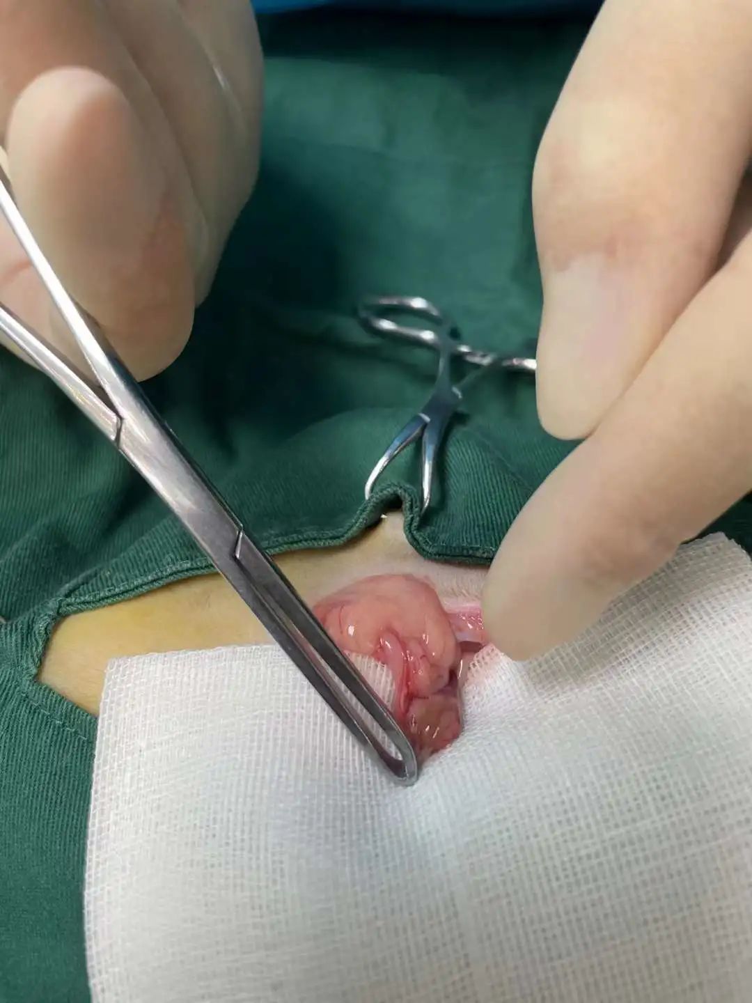 猫咪为什么绝育后还会叫,泰迪公犬做完绝育手术后还发情吗