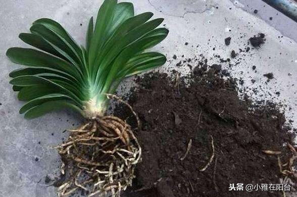 君子兰不开花用什么方法才能开花,君子兰长得太茂盛不开花怎么办