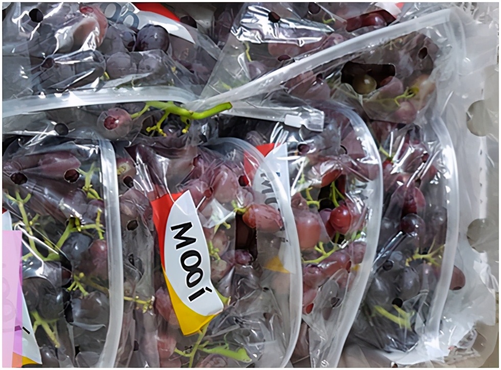 提子品种和介绍 (提子的品种都有哪些)