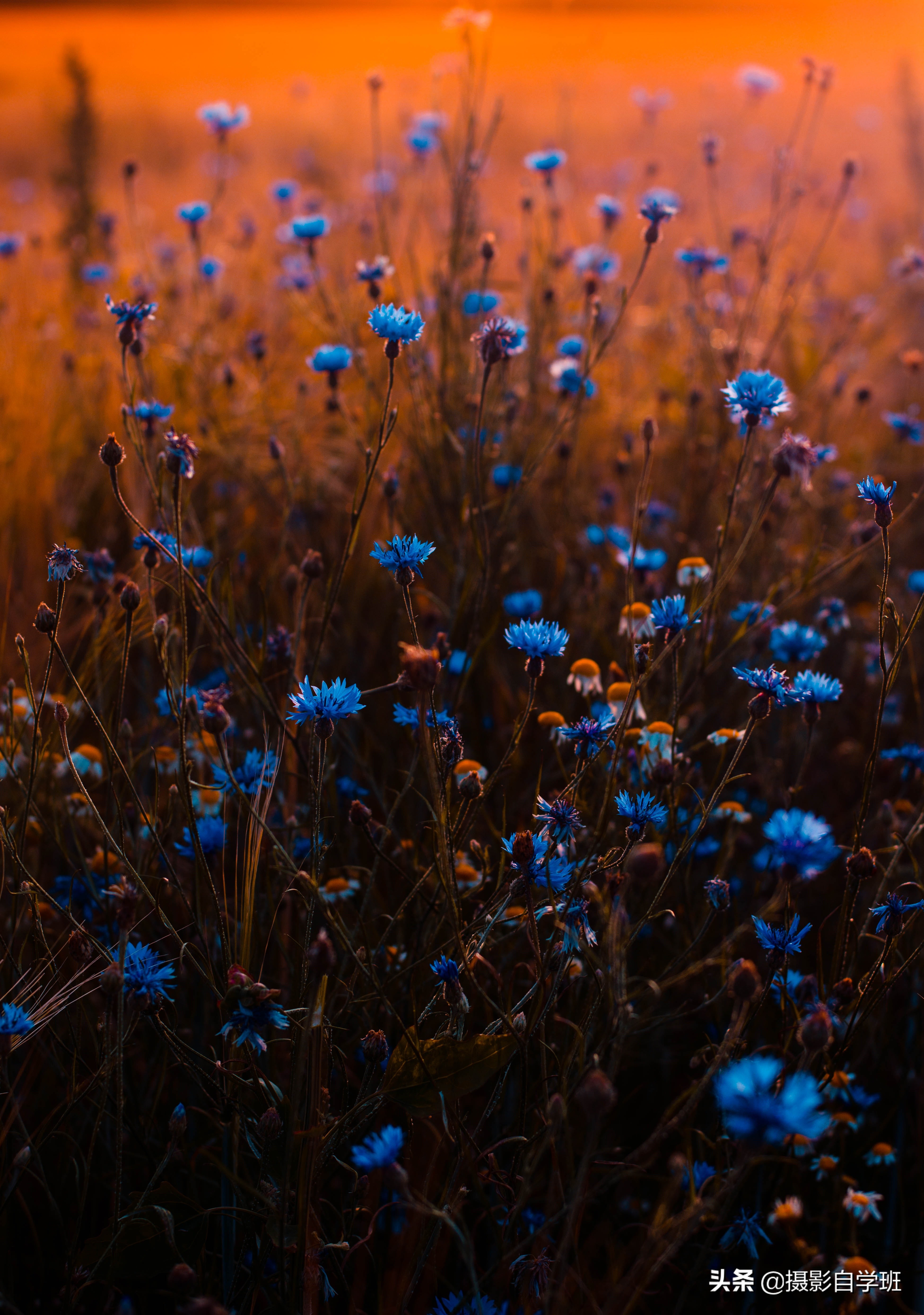 摄影拍出抽象风格照片5个诀窍,照片怎么加虚化