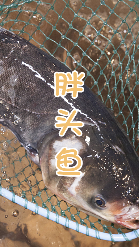 咱东北的骄傲，仅凭炖鱼在全国开了300家!