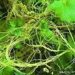 新疆的特殊植物,新疆戈壁上常见的植物