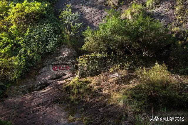 武夷山最有名的大红袍茶,武夷山大红袍正宗茶有多少钱一斤