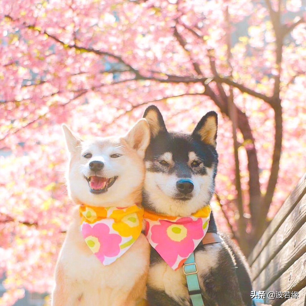 初学者宠物狗剪毛教学视频,专业宠物犬剃毛的步骤