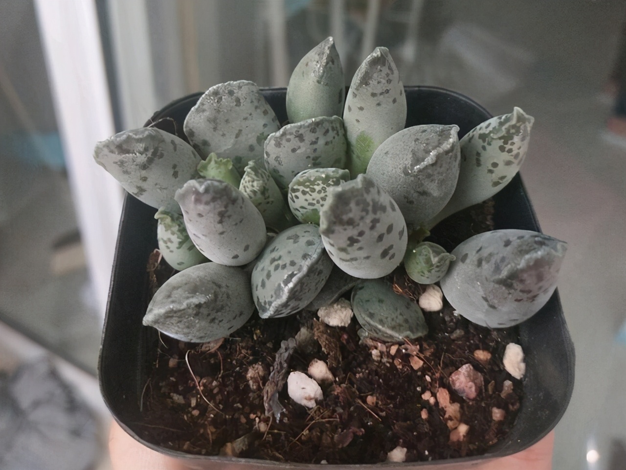 叶片有暗纹的多肉品种,全部水泡类多肉叶片