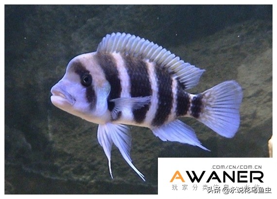 慈鲷品种及图片,慈鲷科都有哪些厉害的品种