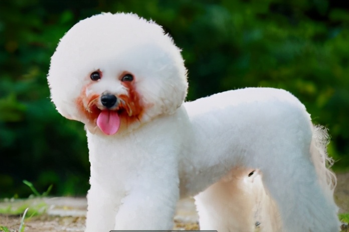 比熊犬为什么有水锈,比熊犬泪痕比较重怎么治