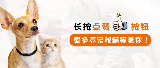 家里的猫咪有病了怎么办,猫咪佝偻病