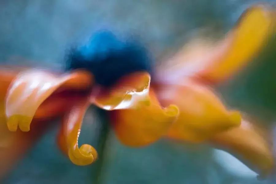 绝美花朵摄影佳作,波兰花朵摄影作品欣赏