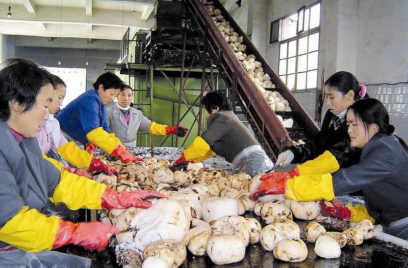 魔芋豆腐热量高吗减肥期间能吃吗,自己做的魔芋豆腐减肥可以吃吗