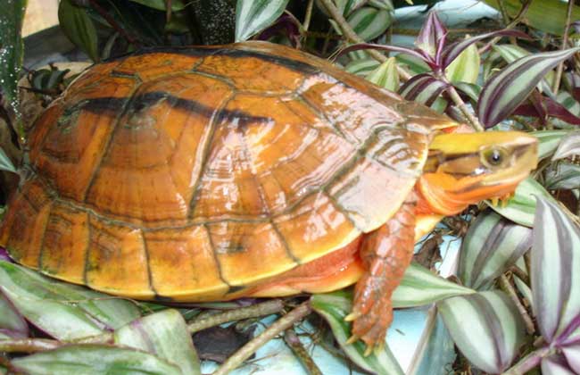 乌龟详细科普,常见乌龟的种类图画