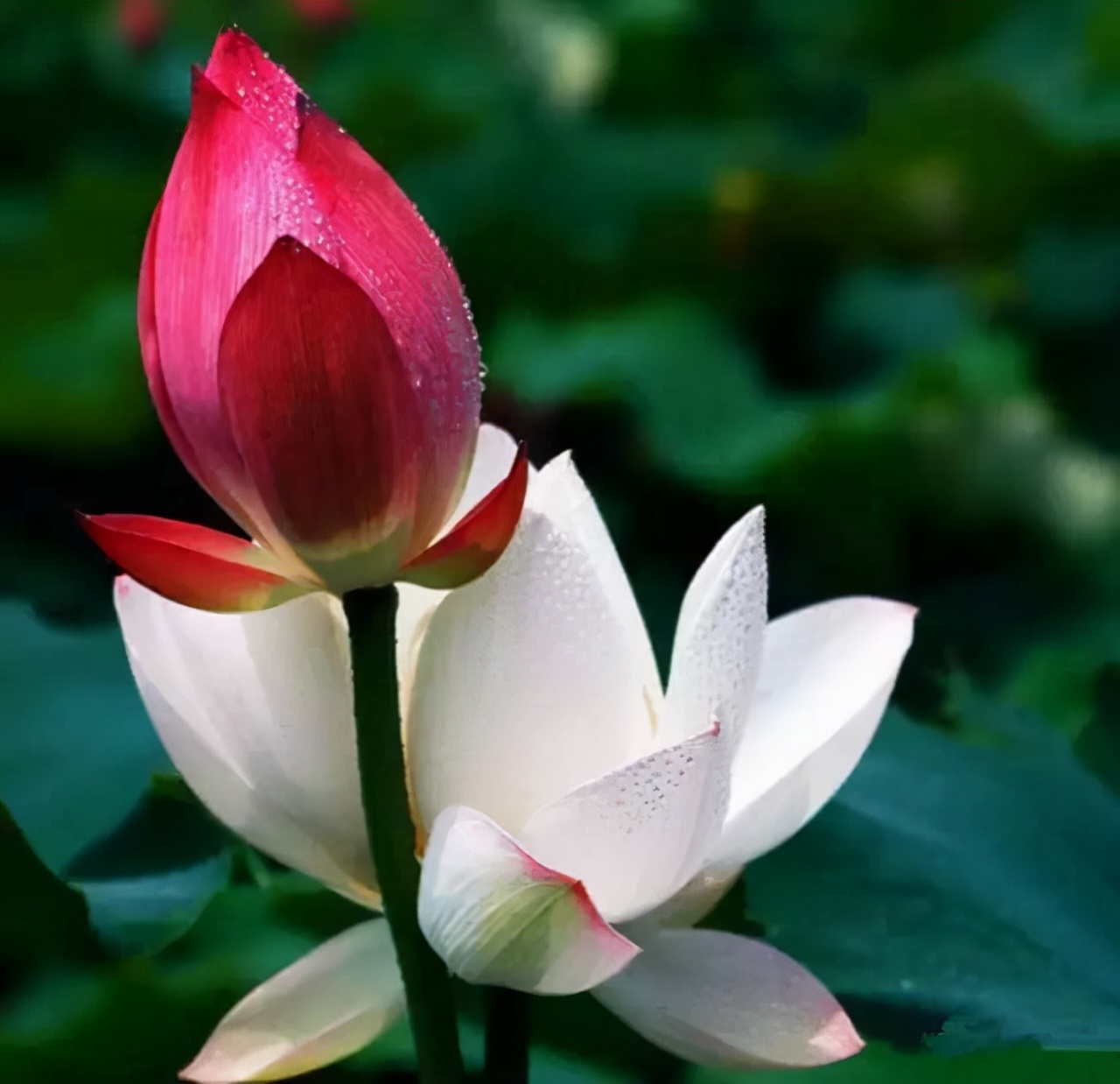 生活中常见的花语大全,生活中常见花卉花语