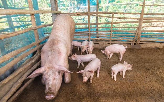 断奶仔猪水样腹泻发烧用什么药,60斤仔猪拉黑色水样腹泻用什么药