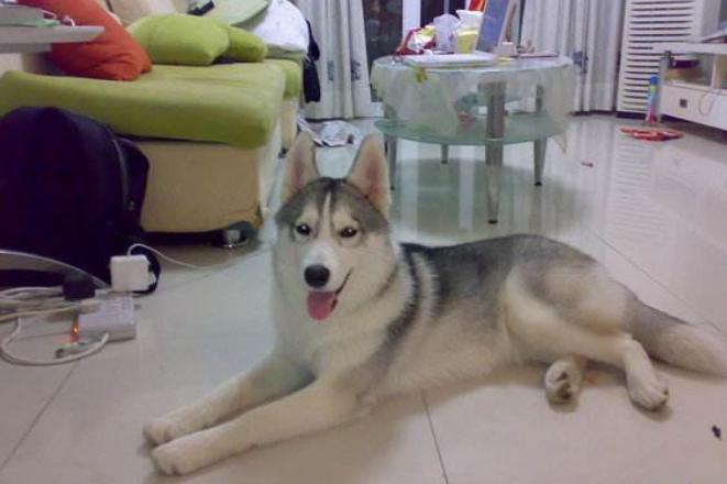 狗狗为什么喜欢咬主人的衣物,狗狗为什么喜欢咬主人的头发