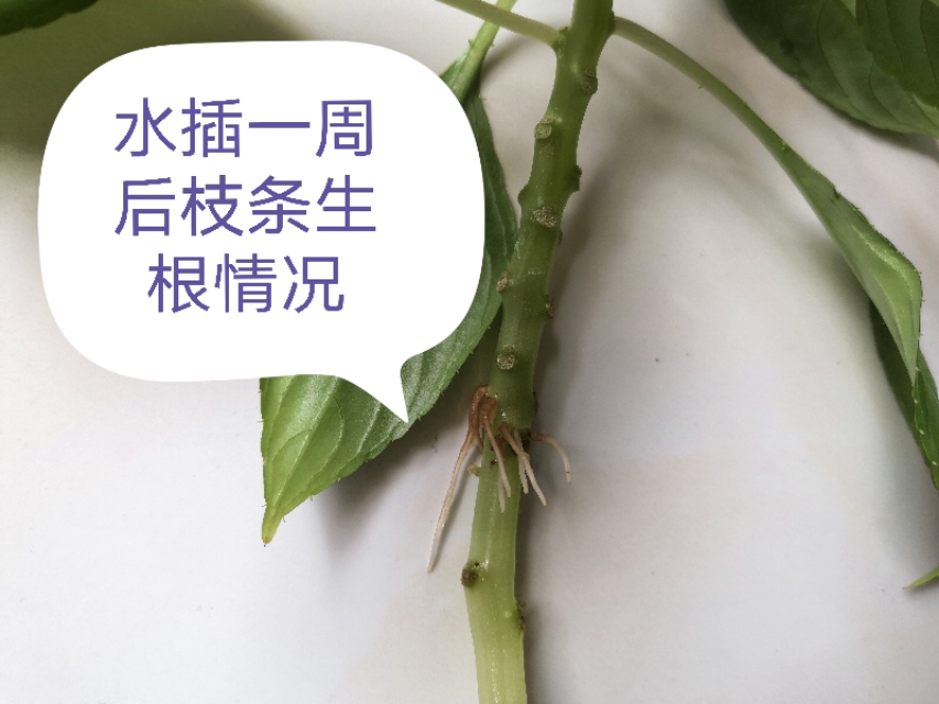 玻璃翠花怎么繁殖,玻璃翠怎么种植视频教程