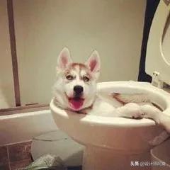 马桶和蹲厕哪个好,蹲厕好还是坐便器好