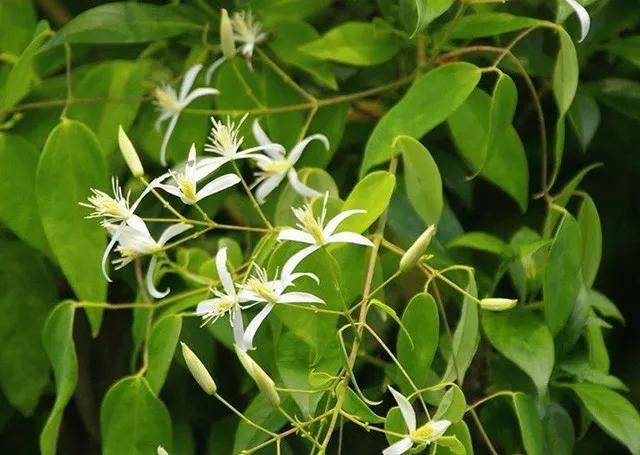 护肤国货片仔癀,护肤化妆品片仔癀