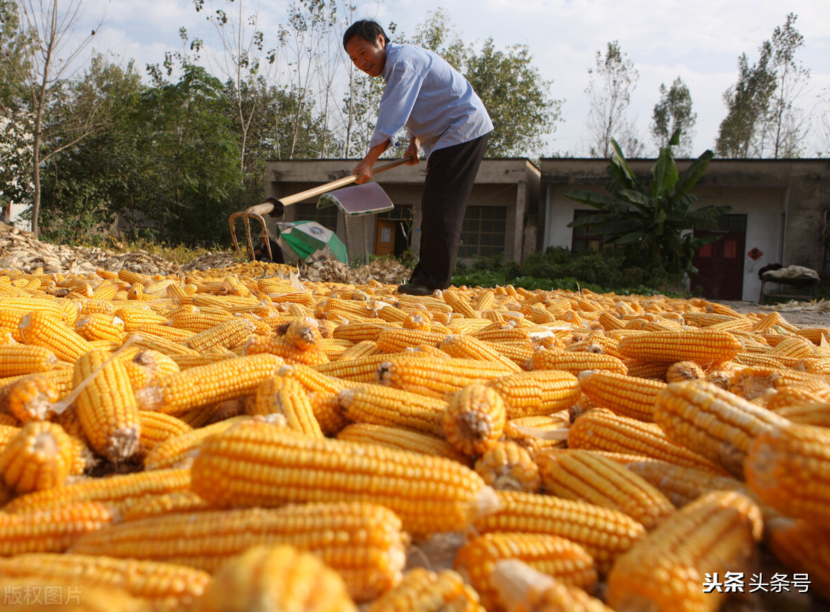 重阳节是怎么样的说法,九九重阳节阴天有什么说法吗