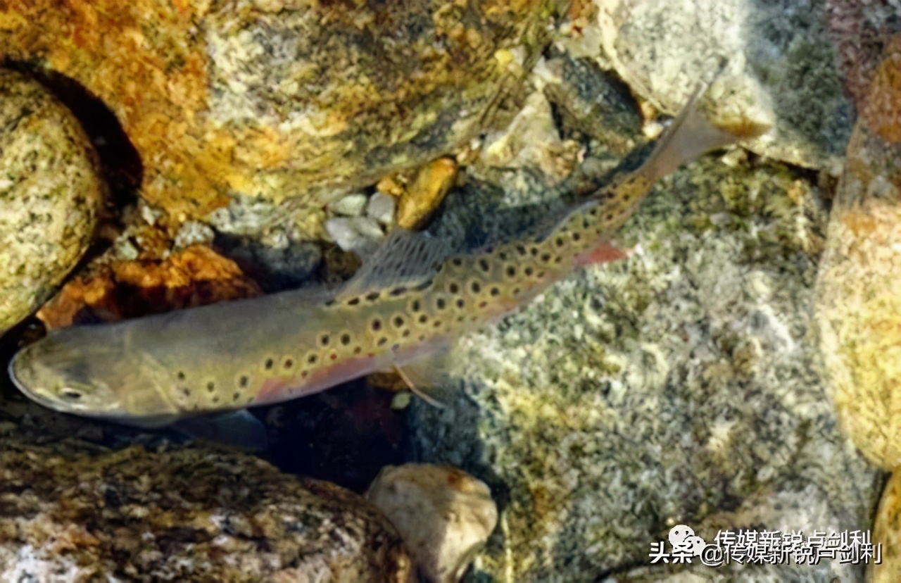 秦岭细鳞鲑科普,秦岭细鳞鲑百科介绍