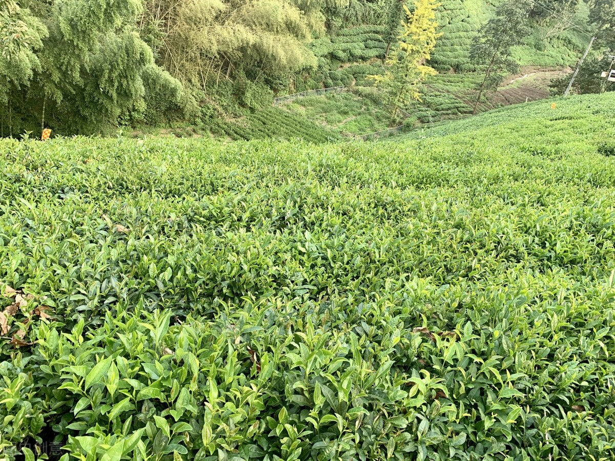 六安瓜片茶叶价格,茶叶六安瓜片简介