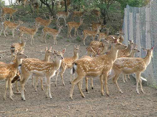 鹿茸割了梅花鹿会受影响吗,梅花鹿被割了鹿茸还会再长出来吗
